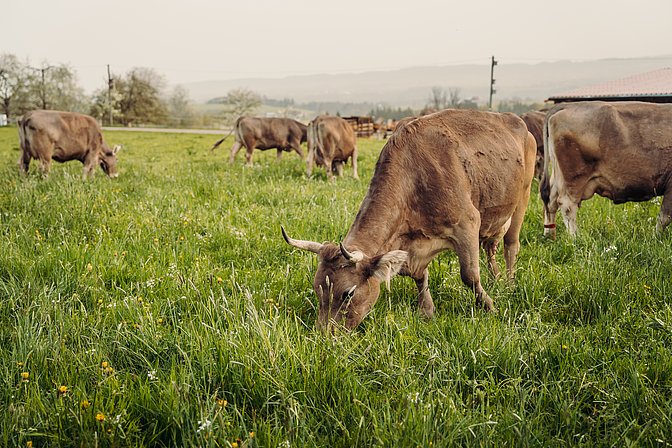 Kühe fressen auf einer Weide